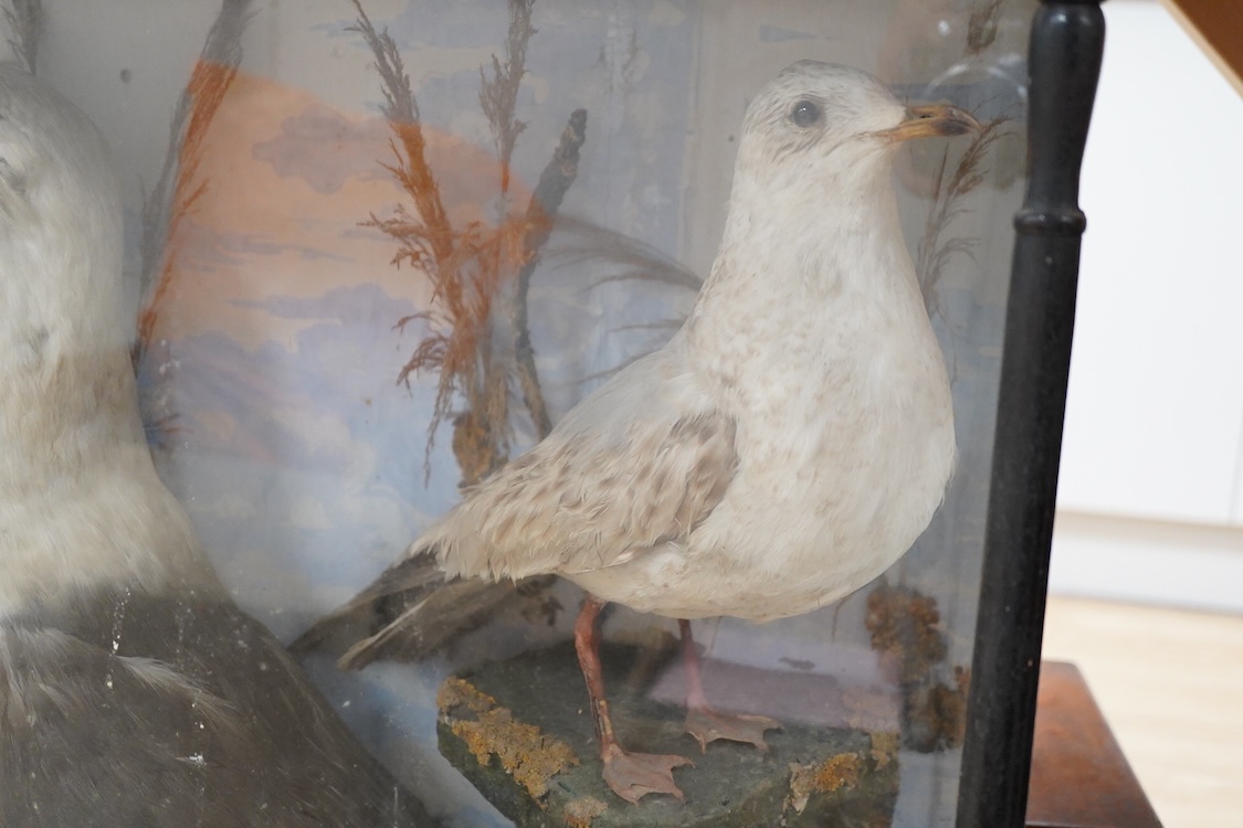 A Victorian taxidermy case of three sea birds; a large Herring gull, a Herring gull chick, and a great crested grebe, in a landscaped ebonised case with turned pillars, dimensions; 73cm wide, 66cm high, 25cm deep